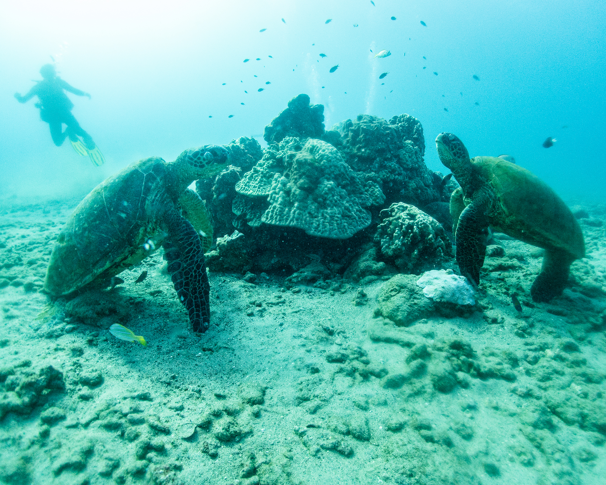 Two sea turtles nestled in a coral reef in Kauai, Hawaii