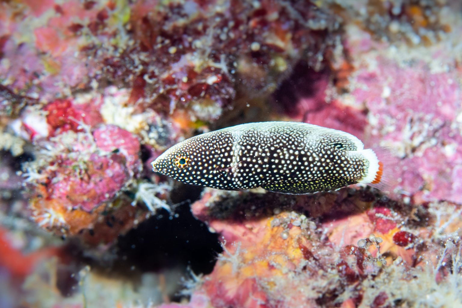 hinalea the psychedelic wrasse - Photo By Reilly Fallon