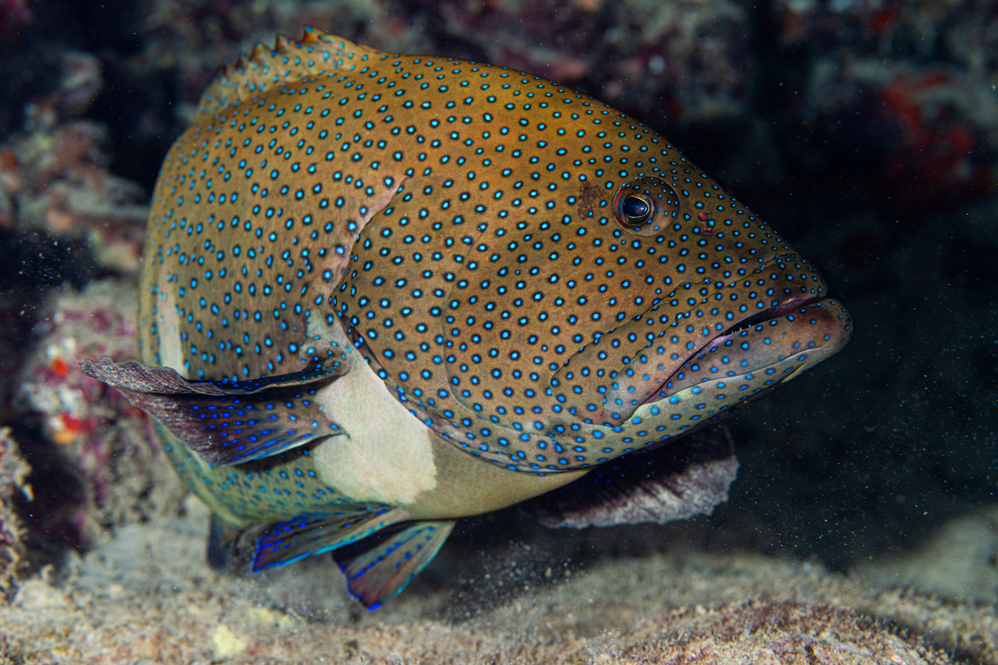 a close up of a fish